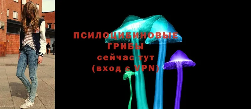 гидра вход  как найти   Бологое  Псилоцибиновые грибы Psilocybe 